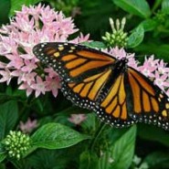 SUELTA DE MARIPOSAS